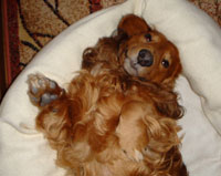 �e���̃|�[�Y