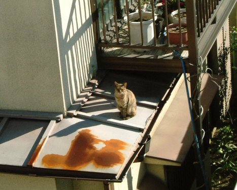 �ȃ������傠��̂������B�Ƃ����ڂ������Ă���l�Ɍ�����B